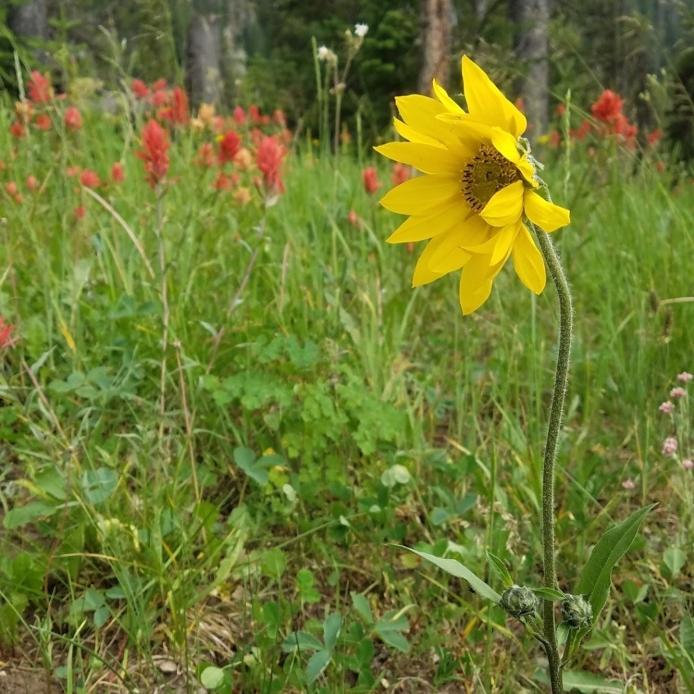 Meet your Posher, Sylver